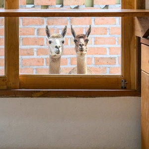 Cute alpaca glass window stickers with white and brown animals on red brick background