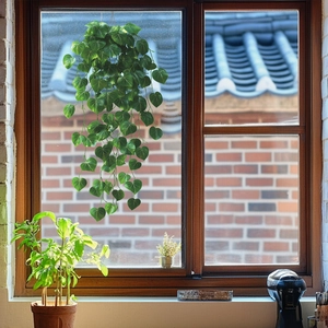 Hanging artificial pothos plant stickers with green ivy leaves for home wall decoration