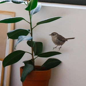Detailed close-up of a realistic brown bird wall sticker in a cozy living room setting