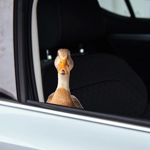 Funny 3D realistic cartoon duck car window sticker with vivid yellow beak decoration
