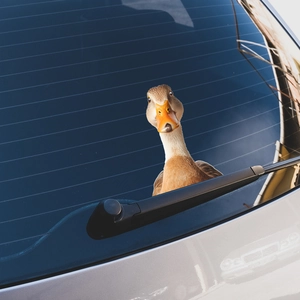 3D realistic peeking duck car sticker for creative vehicle window decoration