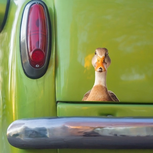3D realistic little duck car sticker for automotive exterior decoration and styling