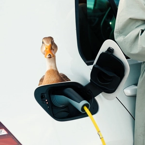 3D realistic cartoon duck car sticker for white vehicle body decoration and styling
