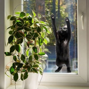 Realistic black cat window stickers for home decor with detailed fur and paws