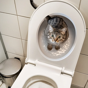 Simpatico gatto tabby che guarda attraverso un sedile del water per l'infanzia