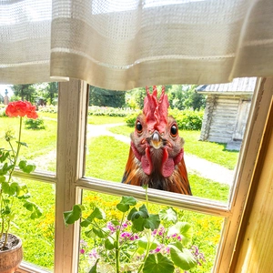 3D realistic rooster window decal with vibrant floral garden and countryside view