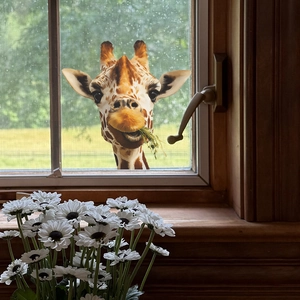 3D realistic giraffe window sticker for home decor with vibrant grass-eating animal design