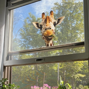 Vibrant giraffe window sticker decoration with semi-transparent glass film effect