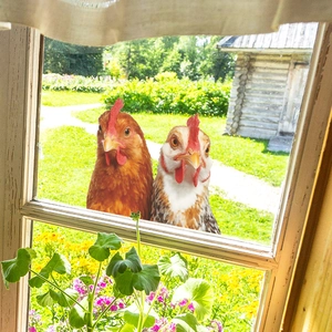 Peeking rooster window decals with realistic brown and spotted chickens for kitchen decor