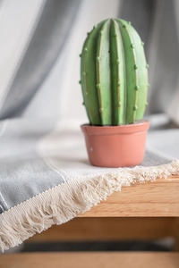 Close-up of green cactus decor in a terracotta pot on a wooden table surface