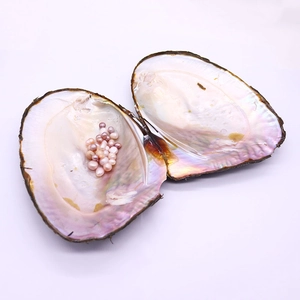 Geöffnete Süßwasser-Perlmuschel mit vielen natürlichen rosa und lila Perlen im Inneren