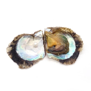 Ostrica naturale di acqua salata con perla bianca e interno in madreperla cangiante