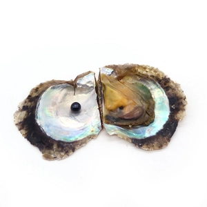 Perla Akoya nera in un'ostrica naturale con madreperla iridescente su sfondo bianco