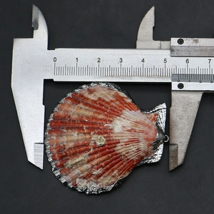 Vue détaillée d'un pendentif en coquillage naturel avec bords argentés et mesures