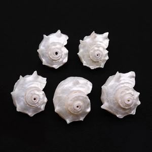 Set of 5 natural polished pearlescent white conch shells for 3D aquarium landscaping