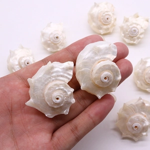 Natural white spiral conch shells with pearl luster for 3D fish tank landscaping decoration