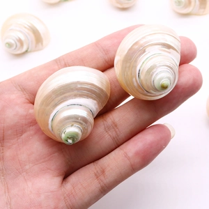 Main tenant un coquillage naturel poli avec texture spirale pour décoration d'aquarium