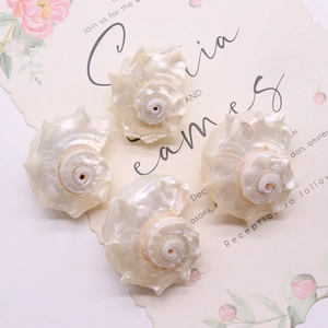 Set of 4 natural pearl luster spiral seashells for jewelry DIY and home fish tank decor