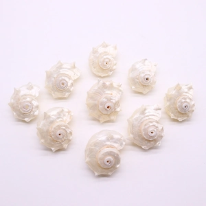 Set of 9 natural pearlized spiral sea shells for 3D fish tank decoration and hermit crab home