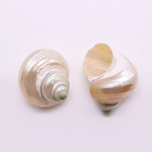 Perles de nacre naturelle en forme de coquillage avec reflets irisés pour bijoux DIY