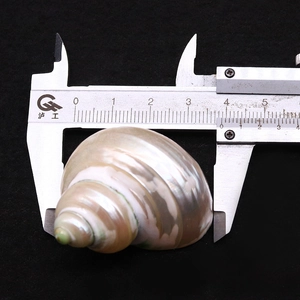 Détail macro d'un coquillage perlé naturel de 4 cm pour décor d'aquarium et bernard-l'hermite