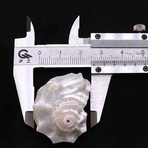 Macro shot showing white conch shell size measurement of 2.5-3cm using a caliper