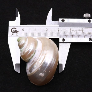 Macro d'un coquillage turban poli de 33mm avec finition nacrée et reflets irisés