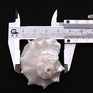 Macro shot showing measurement of a natural white conch shell with a digital caliper
