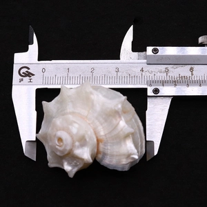 Macro shot measuring a natural white conch shell with calipers on a black background