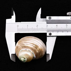 Macro d'un coquillage naturel avec pied à coulisse affichant 2,8 cm de diamètre sur noir