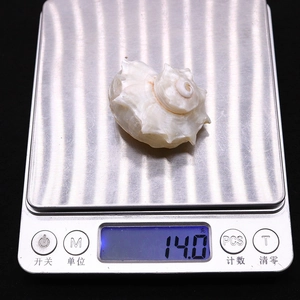 Macro shot of a natural white conch shell weighing 14.0g on a digital scale