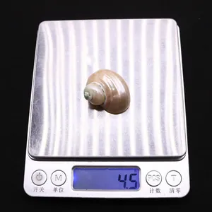 Vue détaillée d'un coquillage turbo nacré de 4,5 g pesé sur une balance numérique