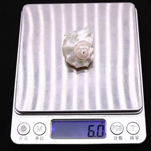 Macro view of a 6g white iridescent spiral conch shell on a digital scale for aquarium decor