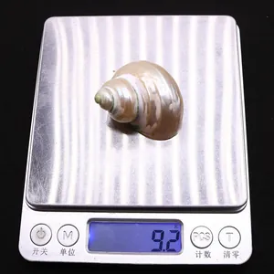 Vue de dessus d'un coquillage naturel pesé sur une balance numérique affichant 9,2g