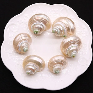 Lot de 6 coquillages naturels aux reflets nacrés et textures vertes pour décor d'aquarium