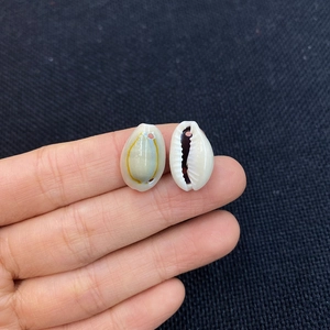 Makroansicht natürlicher Kauri-Muscheln mit Vorbohrungen für DIY-Schmuckherstellung