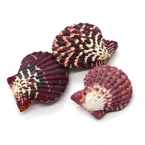 Natural scallop shells with purple ribs for DIY jewelry making and beach crafts decor
