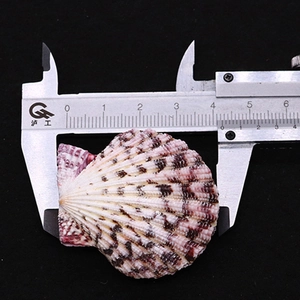 Macro detail of natural scallop shell measured with calipers showing purple spot patterns