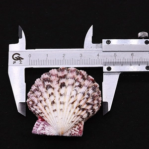 Macro shot of a 4.5cm natural scallop shell with pink stripes measured by a caliper
