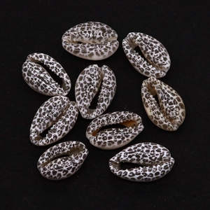 Macro shot of natural leopard print cowrie shells with spotted patterns on black background