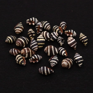 Perle di conchiglia zebra naturale lucida 10x15mm con strisce a spirale per gioielli