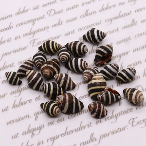 Perline di conchiglia zebrata lucida 10x15mm per gioielli fai da te e collane