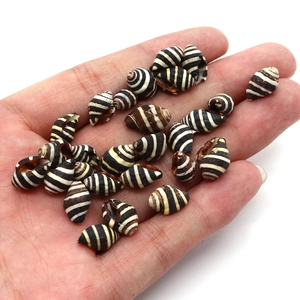 Perle naturali di conchiglia zebra 10x15mm con strisce a spirale per gioielli fai da te