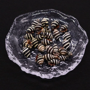 Perline naturali a forma di chiocciola zebra 10x15mm per gioielli fai da te