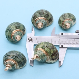 Macro-opname van natuurlijke groene schelphangers met vergulde rand, maat 2,5-3 cm