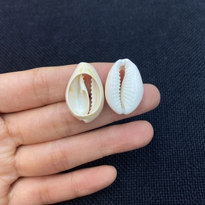Natural cowrie shell beads in cream and white for DIY necklace and bracelet crafting