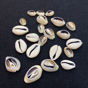 Macro shot of natural cowrie shell slices with open back detail on black fabric background