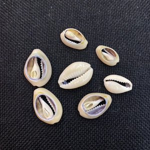Macro detail of natural cowrie shells with sliced backs on a black textured background