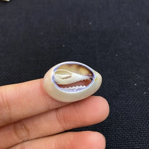 Natural conch shell beads for DIY jewelry making shown held on a finger for scale