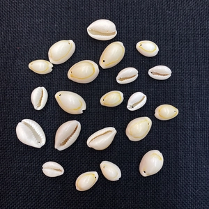 Macro detail of natural cowrie shells with polished finish for DIY jewelry making